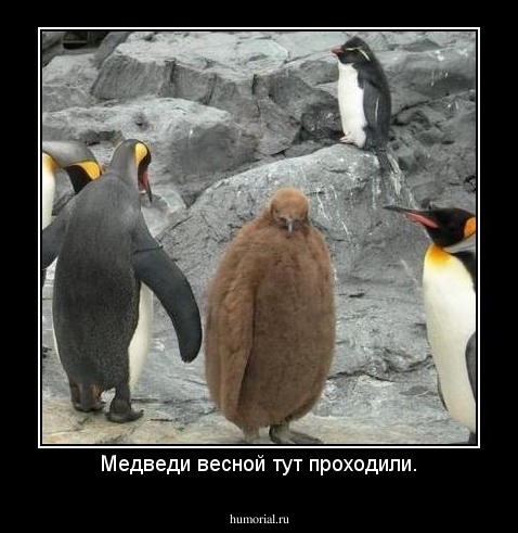 Медведи весной тут проходили.