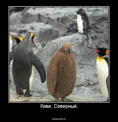 Киви. Северный.