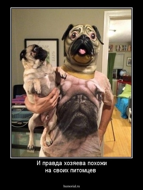 И правда хозяева похожи на своих питомцев