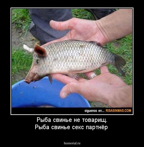 Рыба свинье не товарищ. Рыба свинье секс партнёр 