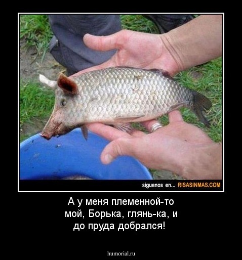 А у меня племенной-то мой, Борька, глянь-ка, и до пруда добрался!