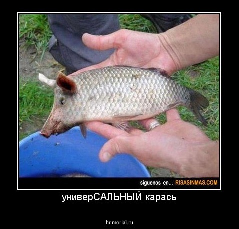 универСАЛЬНЫЙ карась