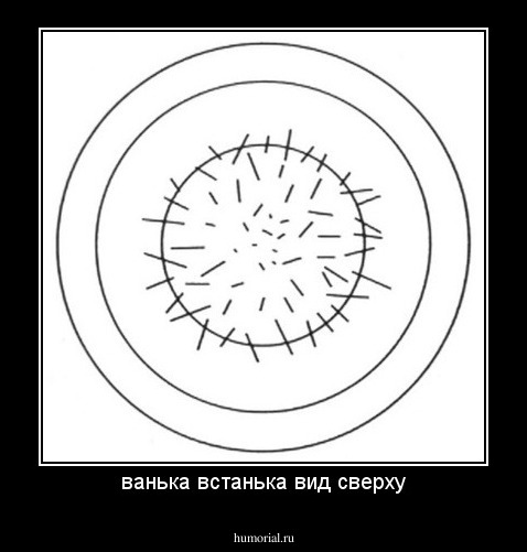 ванька встанька вид сверху