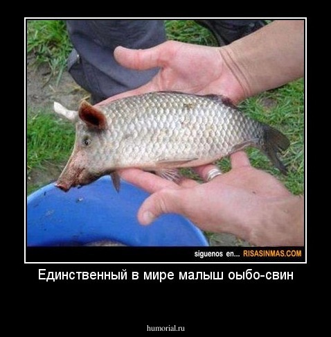 Единственный в мире малыш оыбо-свин
