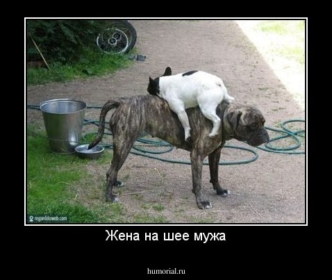 Жена на шее мужа