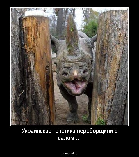 Украинские генетики переборщили с салом...