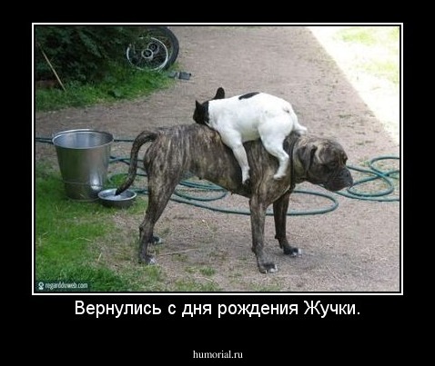 Вернулись с дня рождения Жучки.