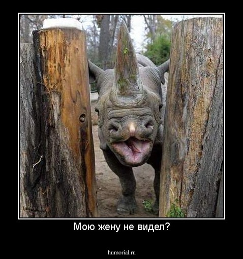 Мою жену не видел?