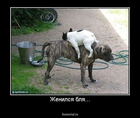 Женился бля...