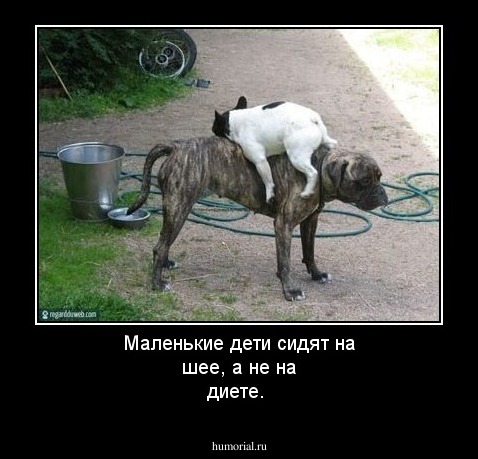Маленькие дети сидят на шее, а не на диете.