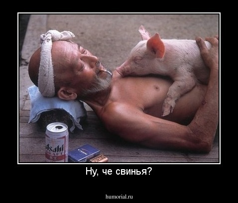 Ну, че свинья?