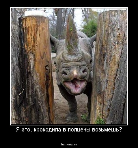 Я это, крокодила в полцены возьмешь?
