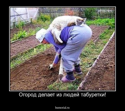 Огород делает из людей табуретки!
