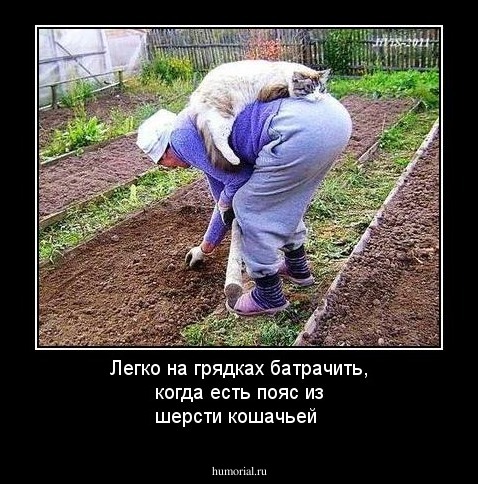 Легко на грядках батрачить, когда есть пояс из  шерсти кошачьей
