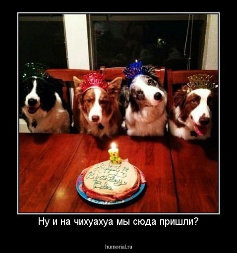 Ну и на чихуахуа мы сюда пришли?