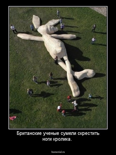 Британские ученые сумели скрестить ноги кролика.