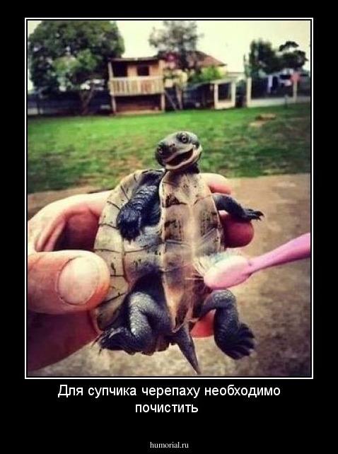 Для супчика черепаху необходимо почистить