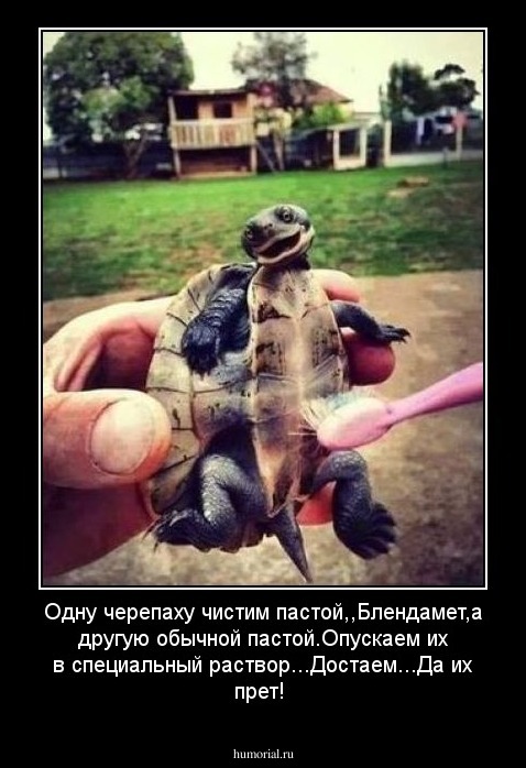 Одну черепаху чистим пастой,,Блендамет'',а другую обычной пастой.Опускаем их в специальный раствор...Достаем...Да их прет!
