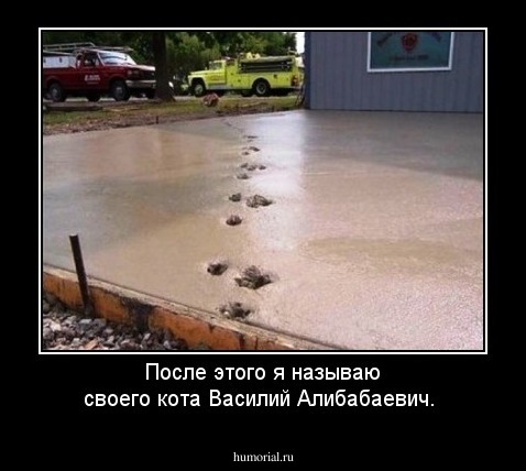 После этого я называю своего кота Василий Алибабаевич. 