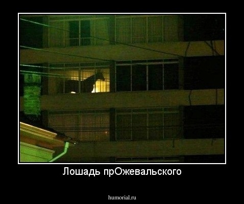 Лошадь прОжевальского