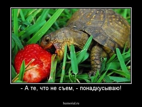 - А те, что не съем, - понадкусываю!