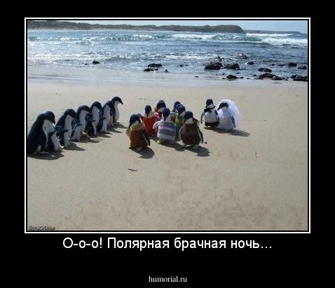 О-о-о! Полярная брачная ночь...
