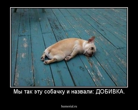 Мы так эту собачку и назвали: ДОБИВКА.