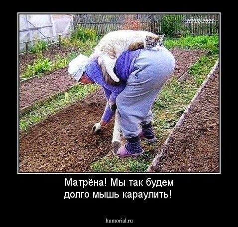 Матрёна! Мы так будем долго мышь караулить!