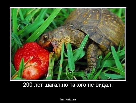 200 лет шагал,но такого не видал.