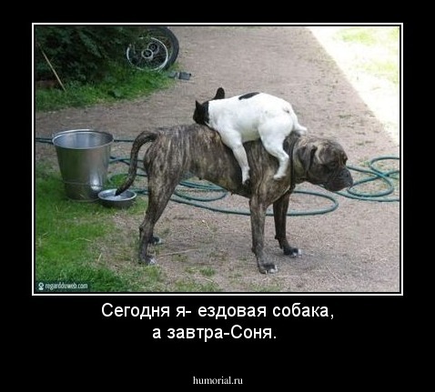 Сегодня я- ездовая собака, а завтра-Соня.