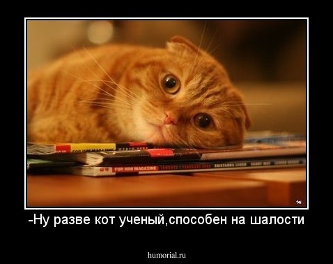 -Ну разве кот ученый,способен на шалости