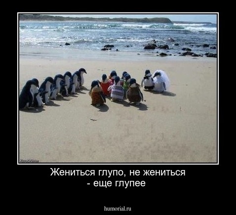 Жениться  глупо, не жениться - еще глупее