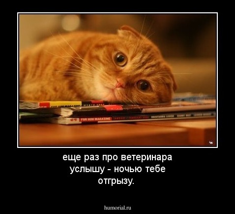 еще раз про ветеринара услышу - ночью тебе отгрызу.