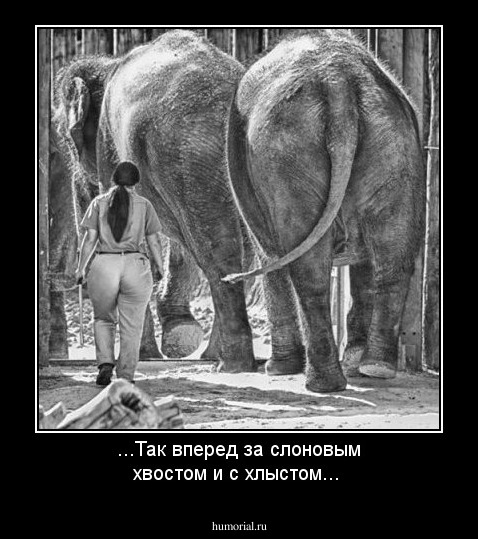 ...Так вперед за слоновым хвостом и с хлыстом...