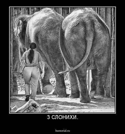 3 СЛОНИХИ.