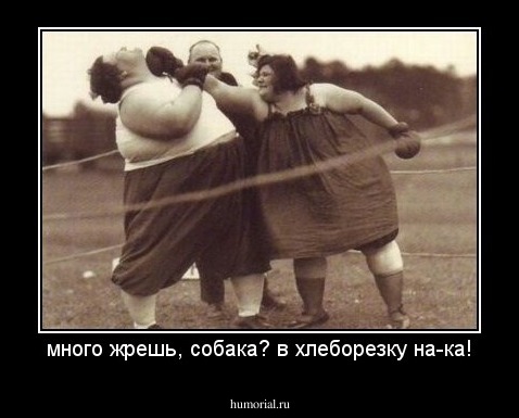 много жрешь, собака? в хлеборезку на-ка!