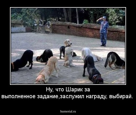 Ну, что Шарик за выполненное задание,заслужил награду, выбирай.