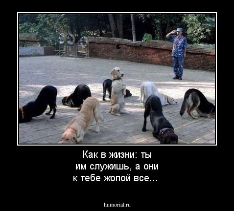 Как в жизни: ты им служишь, а они к тебе жопой все...