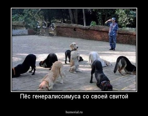 Пёс генералиссимуса со своей свитой