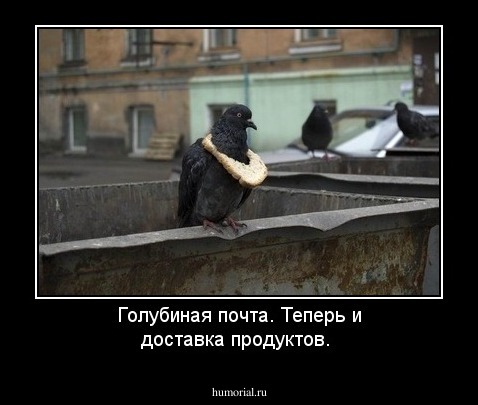 Голубиная почта. Теперь и доставка продуктов.