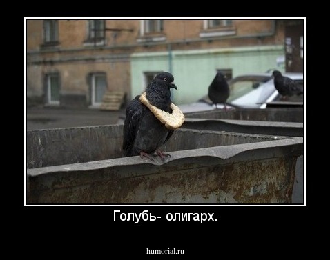 Голубь- олигарх.