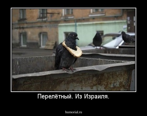 Перелётный. Из Израиля.