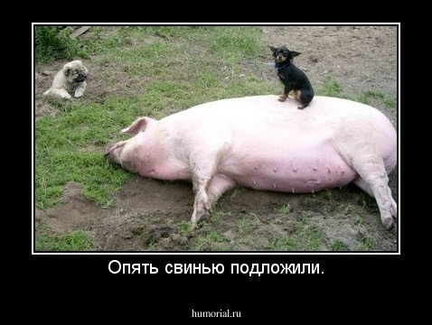 Опять свинью подложили.