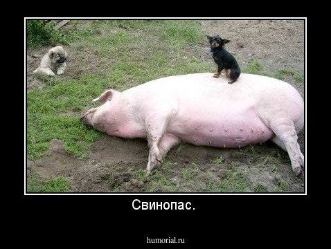 Свинопас. 