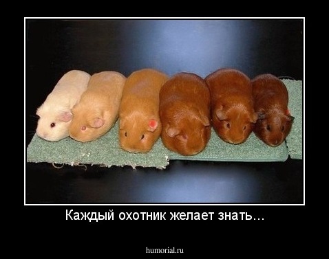 Каждый охотник желает знать...