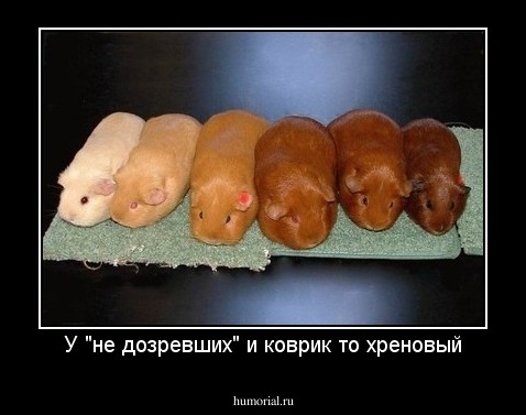 У "не дозревших" и коврик то хреновый