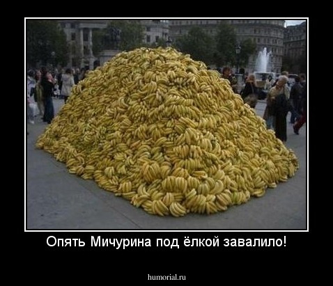 Опять Мичурина под ёлкой завалило!