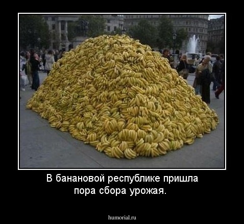 В банановой республике пришла пора сбора урожая.