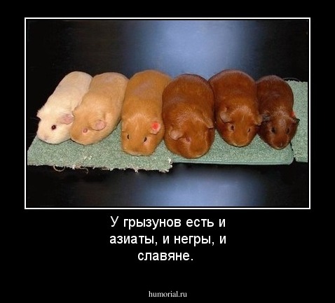 У грызунов есть и азиаты, и негры, и славяне.