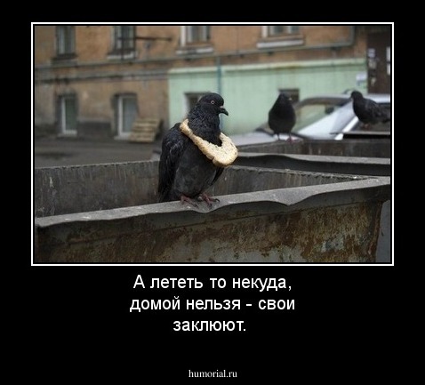 А лететь то некуда, домой нельзя -  свои заклюют.